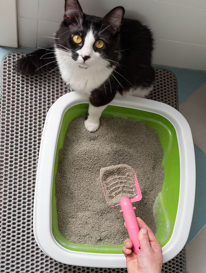 cat with paw in litter box while person scoops